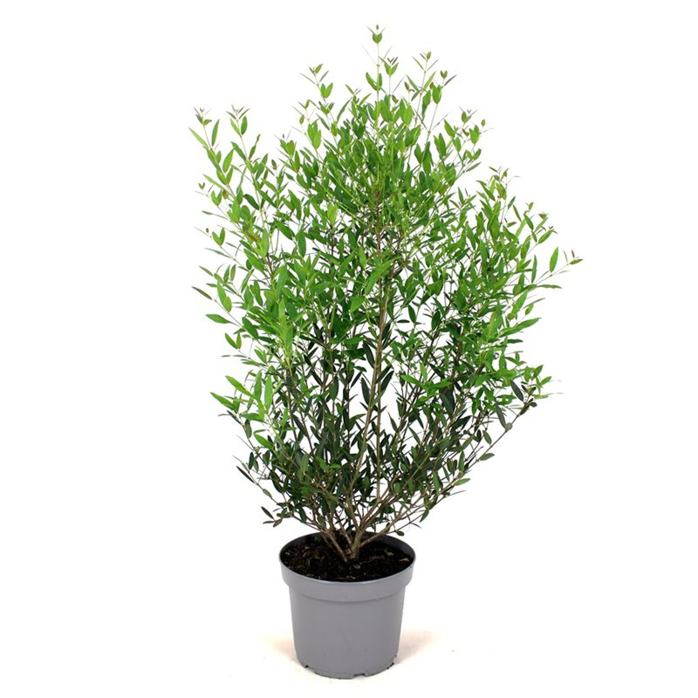 Phillyrea angustifolia - C5 80-100 CM